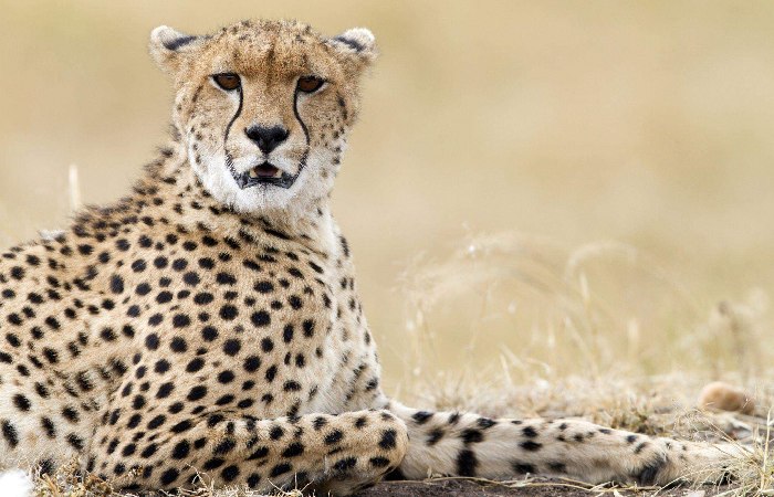 Rajkotupdates.news:cheetah-magnificent-but-fragile-experts-list-concerns-for-cheetahs