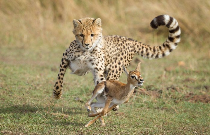 Rajkotupdates.news_cheetah-magnificent-but-fragile-experts-list-concerns-for-cheetahs