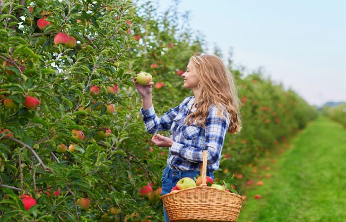 Outfits to Go Apple Picking